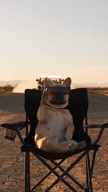 The French bulldog car jump AI video: sunglasses on, sitting in a folding chair with a paw raised as the truck flies overhead