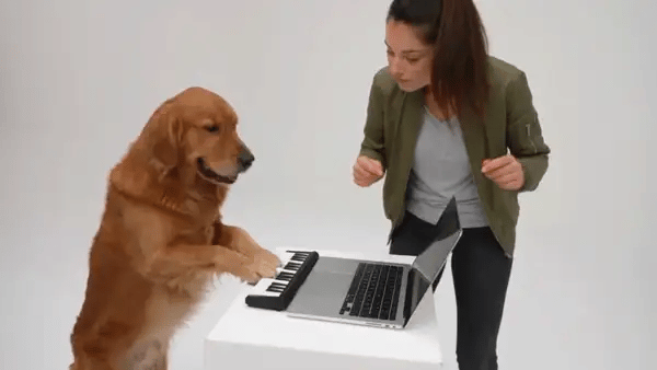 A golden retriever stands at the table and taps the mini keyboard with its paws while a woman in an olive bomber jacket points and dances beside it