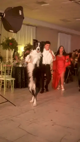 Actual Border Collie clip, approaching upright and turning back toward the party