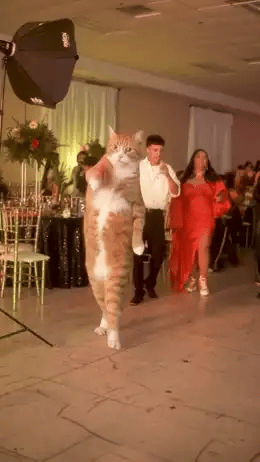 Actual orange tabby clip, standing upright and approaching the camera at the party