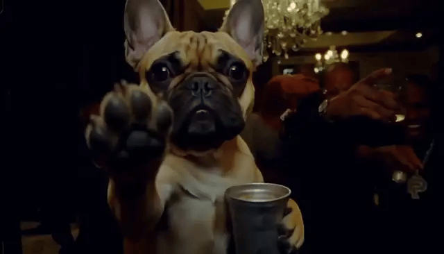 A French bulldog stands on its hind legs in the middle of the party, silver cup in its paws, raises a paw at the camera, then covers its face