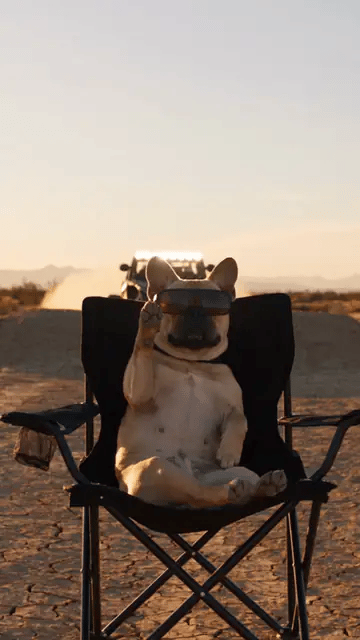 The French bulldog car jump AI video: sunglasses on, sitting in a folding chair with a paw raised as the truck flies overhead