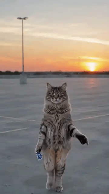 A grey tabby cat stands up on its hind legs, holds the two cards in its paws and flicks them at the camera, then a red sports car appears behind it