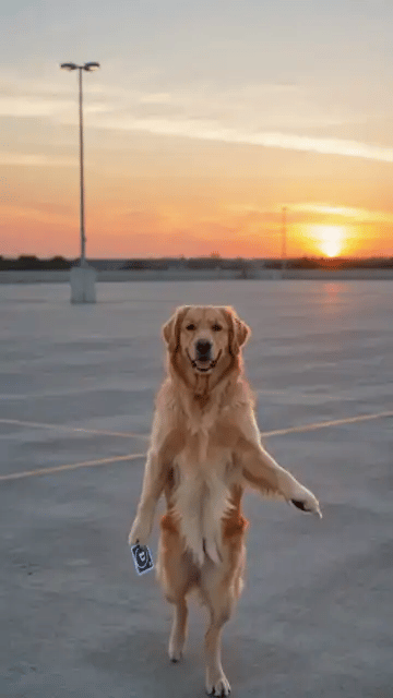 A golden retriever stands on its hind legs, holds the two cards in its paws and flicks them, then a red sports car appears behind it