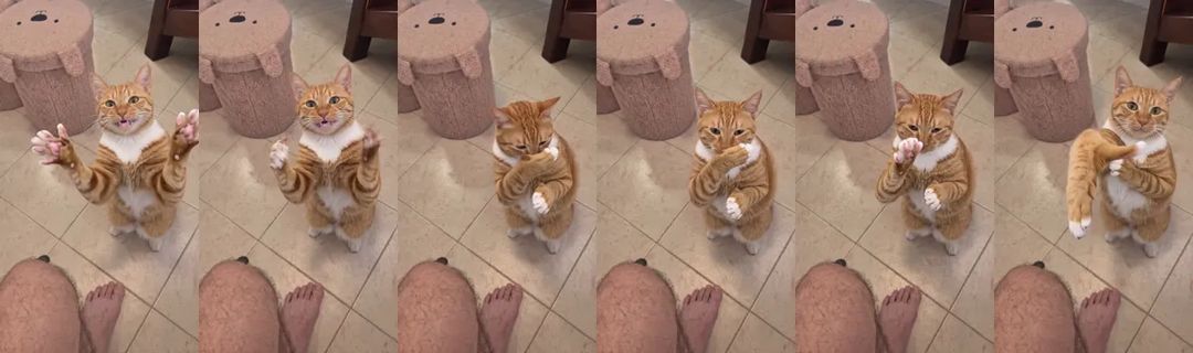 橘猫鼓掌的六帧:它在地砖上坐起来,咧嘴举起两只爪子,在胸前鼓掌,最后朝镜头挥爪