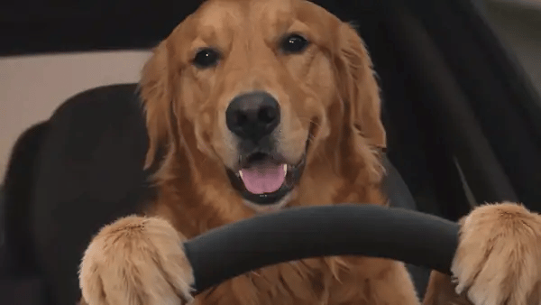 The clip opens on a golden retriever gripping the steering wheel, then cuts to the woman in the mustard cardigan crouched in mid-air with the retriever driving right behind her