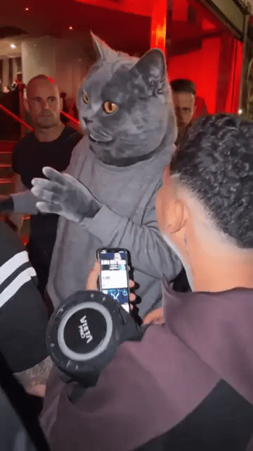 Un British Shorthair gris de pie, con un conjunto deportivo gris, gesticula con las patas frente al freestyler que sostiene un altavoz