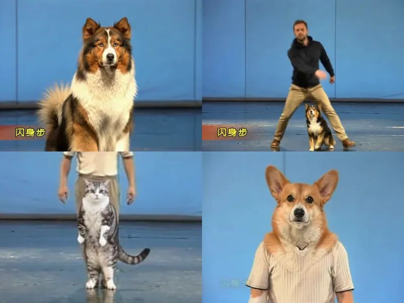 Four failed dodge step clips: a dog instead of the woman, an extra dog between a man's legs, a cat stuck to the original dancer's legs, a corgi's head on a person's body