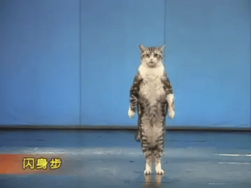A silver tabby cat on its hind legs does the dodge step: two quick sidesteps into a lunge and back