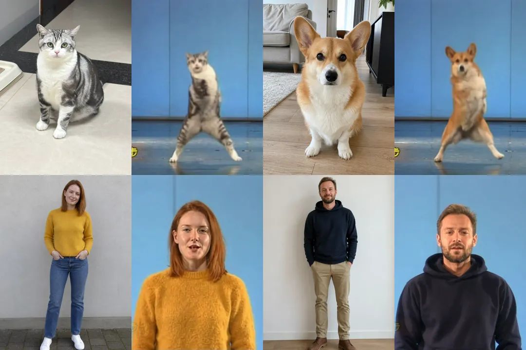 Photo next to result: a silver tabby, a corgi, a woman in a mustard sweater and a man in a navy hoodie