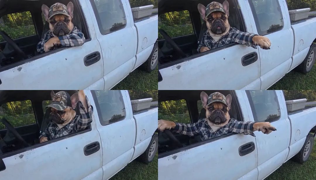 Four moments of a French bulldog as the grumpy driver in a white pickup: leaning on the window, pointing out with one paw, raising a paw high and pointing both ways