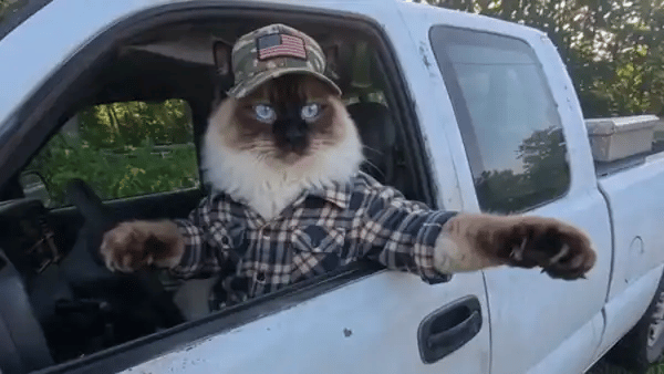 A blue-eyed cat in a camo cap and a plaid shirt leans out of a white pickup and points with its furry paw