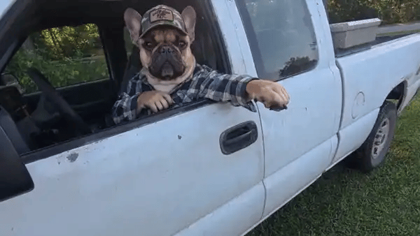 A French bulldog in a camo cap and a plaid shirt leans out of a white pickup and points the way with its paw