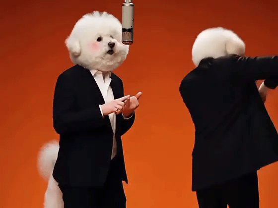 Two bichon frise faces swapped into the performance, wearing the original suits