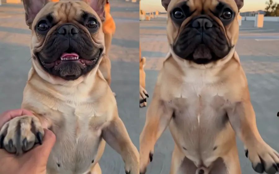 Left: an early test where a human hand holds a French bulldog's paw during the close-up. Right: the version we shipped, with only the dog's own front paws