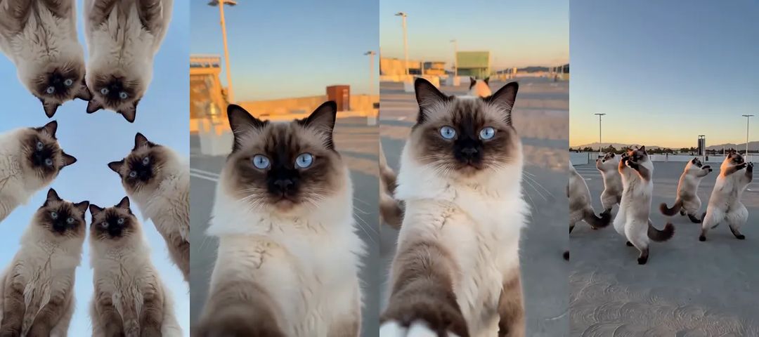 Four moments of the Mi Chico dance with five ragdoll cats: leaning over the camera from above, a close-up at the lens, stepping back, and dancing together on the rooftop at sunset