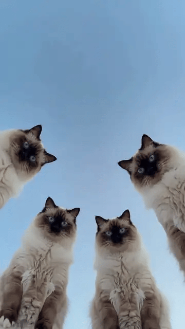 Five ragdoll cats lean over the camera and wave their paws, then one of them comes right up to the lens