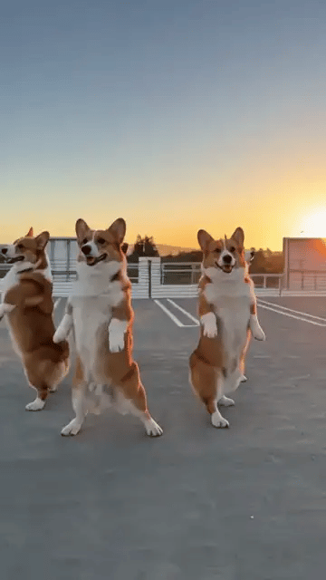 Five corgis standing on their hind legs dance the Mi Chico routine together on a rooftop at sunset