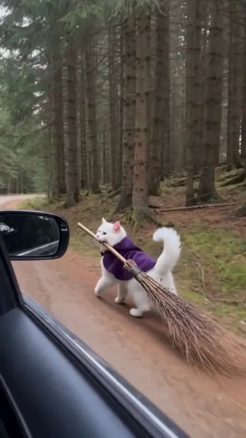 Eine weiße Katze im lila Umhang schleift den Besen neben dem Auto her
