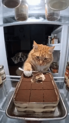 An orange tabby sneaking cake from an open refrigerator