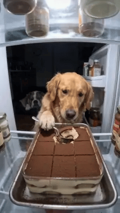 A golden retriever eating the cake and leaving an empty tray