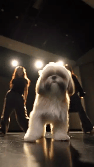 An excerpt showing a Shih Tzu tilting its head and tossing its fur on a dark stage