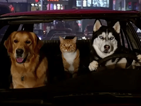A golden retriever, orange tabby, and husky in the car example