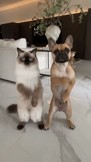 A ragdoll cat and a French bulldog dance side by side on their hind legs in the bright living room, then swap places