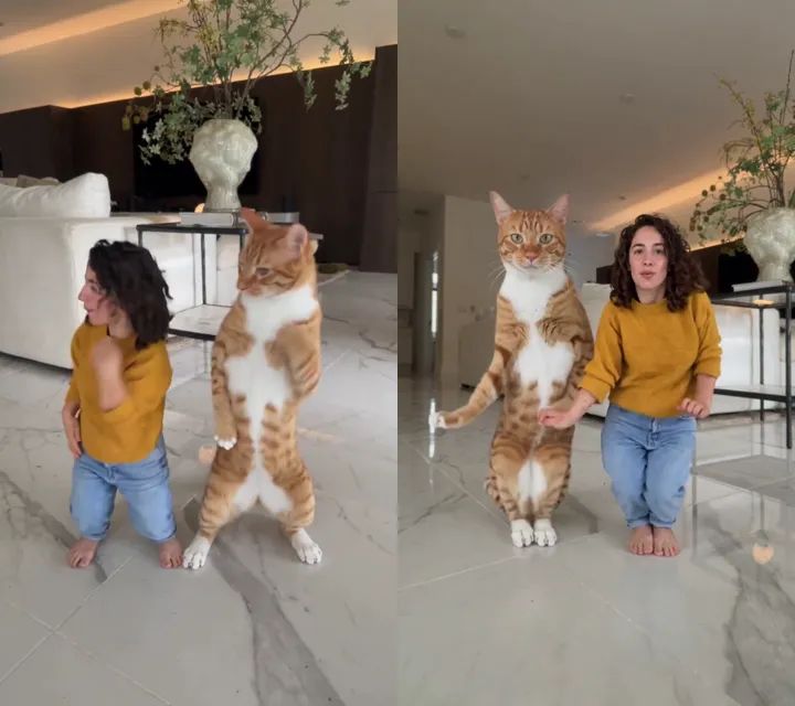 In the side-by-side shots, a woman in a mustard sweater comes out the same height as the orange tabby next to her, with short legs and bare feet