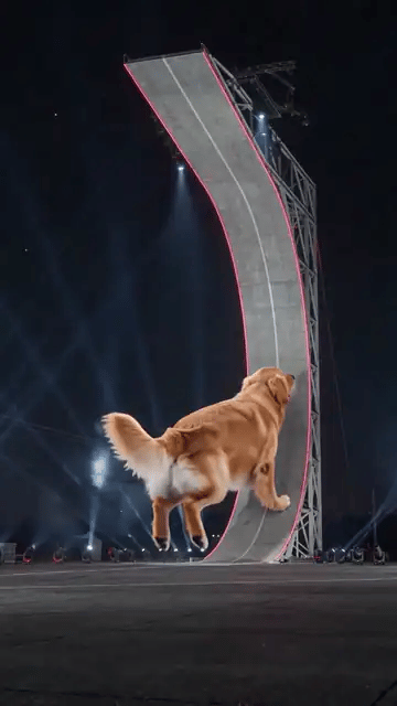 A golden retriever races up the giant curved ramp, flies off the top upside down and lands with thruster jets firing under its paws