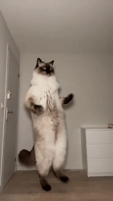 A ragdoll cat stands on its hind legs, flings its paws wide and skips sideways across the white room, its fluffy tail swinging behind it