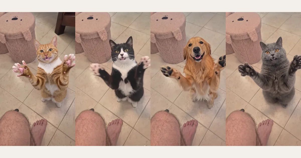 拍手猫是什么梗?一张照片,让你家猫狗也来鼓掌