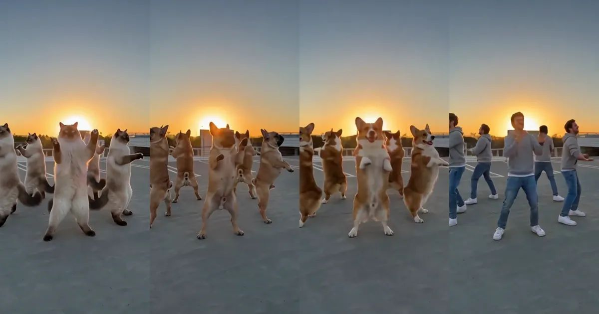 Mi Chico Dance AI: Turn Your Cat, Dog or Yourself Into a Whole Dance Crew